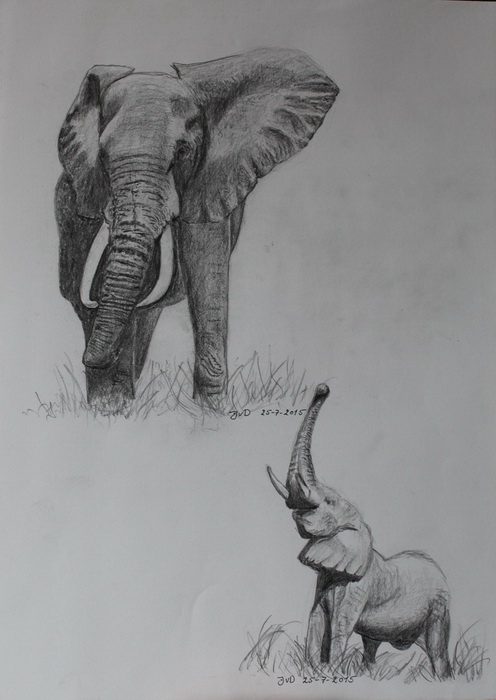 Afrikansk Elefant